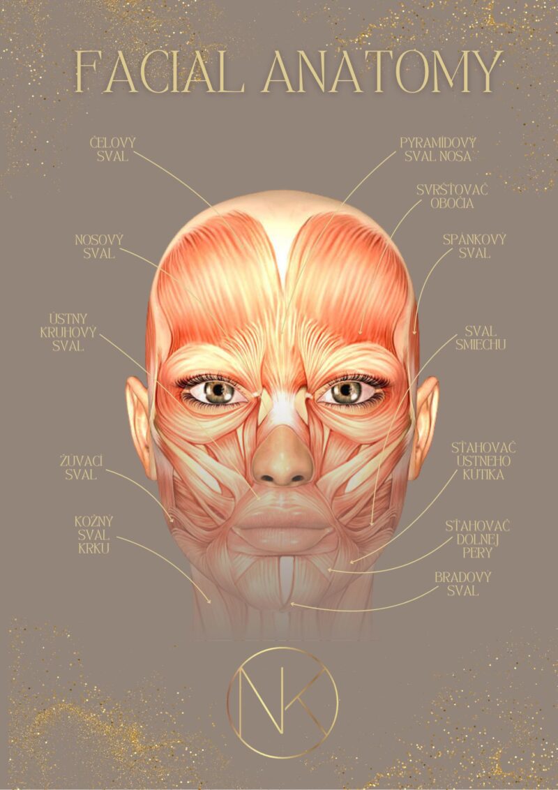 Facial Anatómia